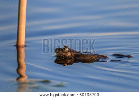 European Brown Frog In The Lake