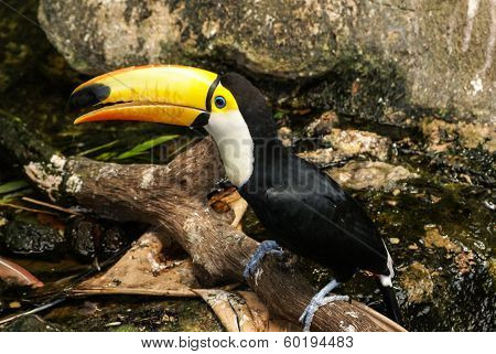 Colorful Tucan In The Aviary