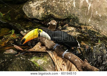 Colorful Tucan In The Aviary