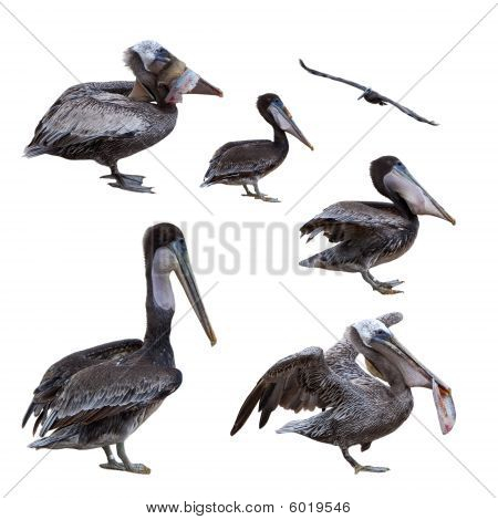 Pelikaner