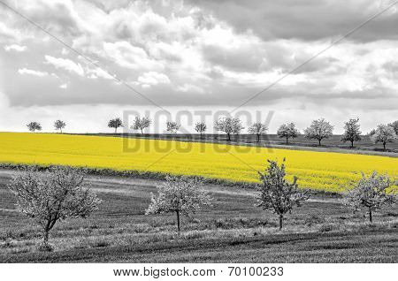 Oilseed Rape Fields