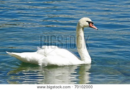Swan on Lucerne Lake