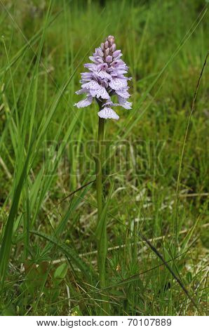 Heath Spotted Orchid