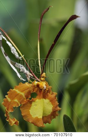 Butterfly Psychopsis Orchid