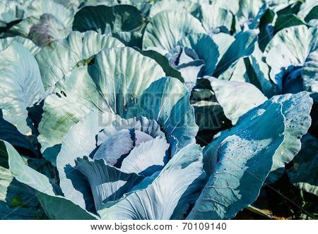 Organically Cultivated Red Cabbages From Close