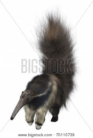 Giant Anteater