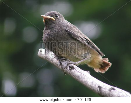 bird_1