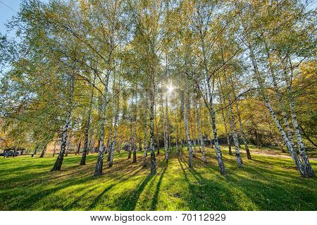 Siver Birch Trees