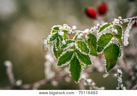 Eglantine