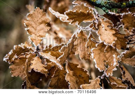 Oak Leaves