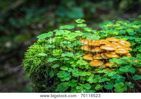 Kuehneromyces Mutabilis
