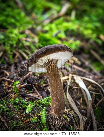 Lactarius Lignyotus
