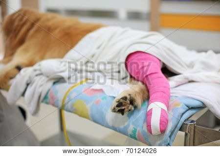 Golden Retriever With Pink Bandage After Veterinary Surgery