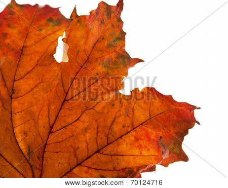 Dry Maple Leaf In Corner