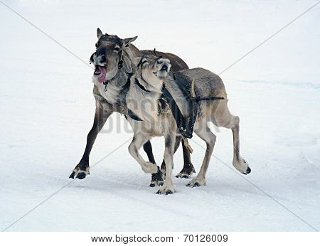 Two reindeer racing on snow