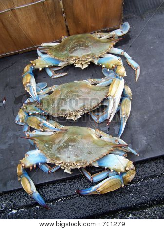 3 blaue Krabben