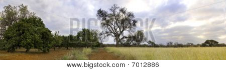 Orchard Bushveld içinde