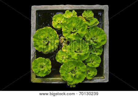 Duckweed On Black