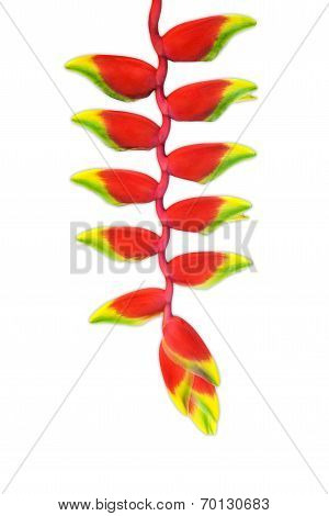 Red Heloconia Flower