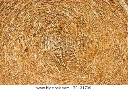 Golden Hay Background
