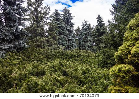 Landscape With Blue Spruces And Juniper Bushes
