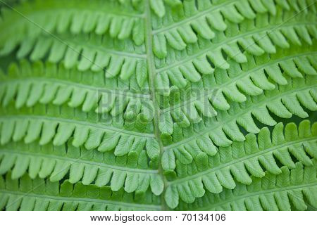 Closeup Of Green Fern Stem And Leaves