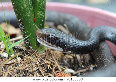 Southern Black Racer Snake