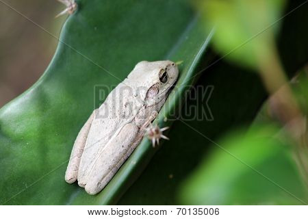 White Cuban Tree Frog