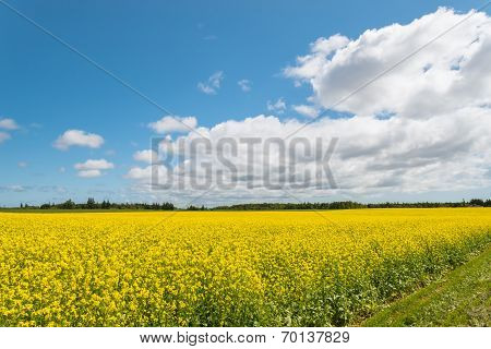 Yellow Field Rapeseed In Bloom
