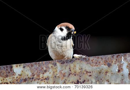 Steepe birds