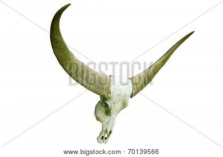 Long Horn Buffalo Skull On White