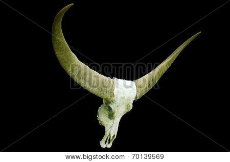 Long Horn Buffalo Skull On Black