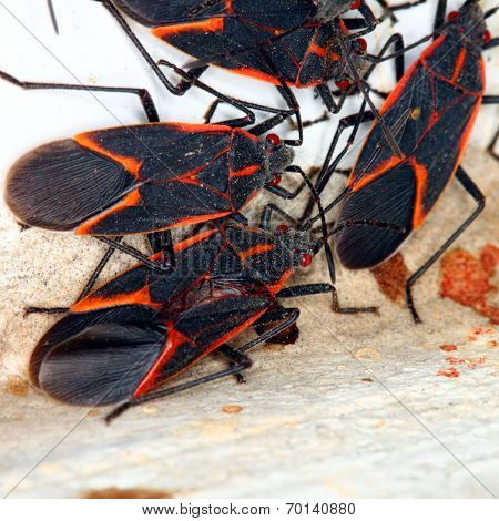 Boxelder Bugs (Boisea trivittata) Illinois