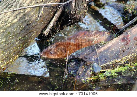 Muskrat (Ondatra zibethicus) Illinois