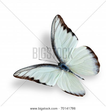 Beautiful flying white butterfly Chocolate Albatross with soft shadow underneath