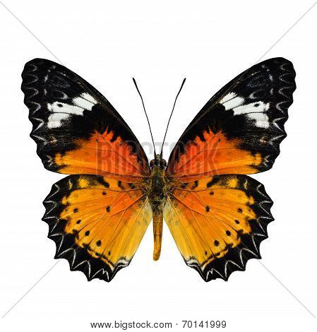 Beautiful Malay Lacewing Butterfly upper wing in natural color profile isolated on white background