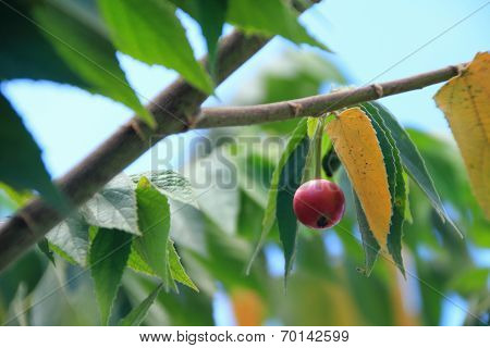 muntingia calabura