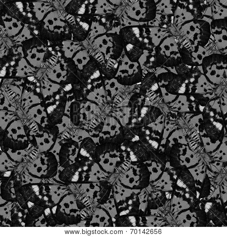 Beautiful of Butterflies consoliated into a great grey and black background pattern