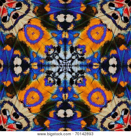 Beautiful of multicolor background pattern made from leopard lacewing butterfly wings