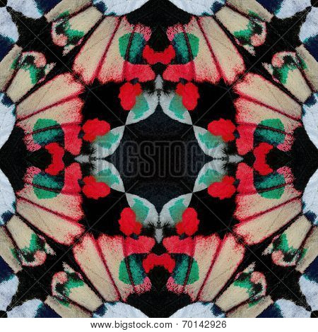 Beautiful of multicolor background made of Adamson's Rose Butterfly's wing skin