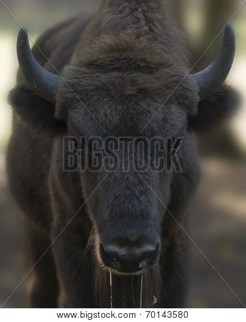 European Bison Calf