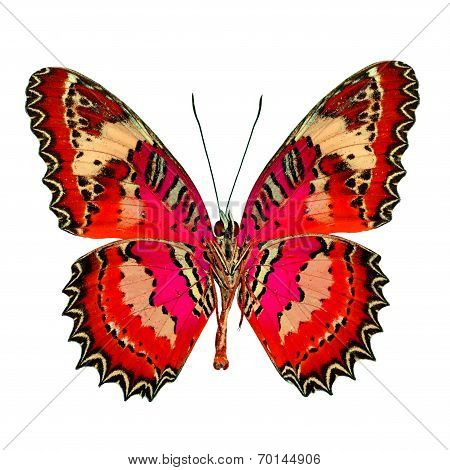 Beautiful Red butterfly in fancy color profile isolated on white background