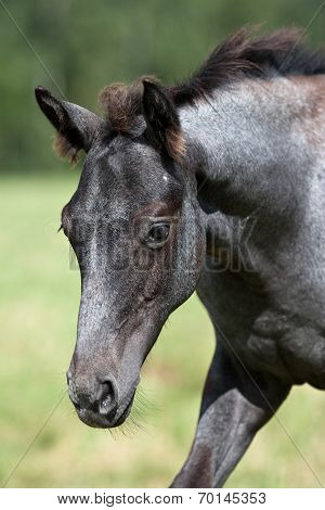 Wild Horses In The Field