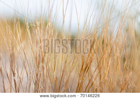 Dry Grass