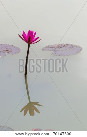 Beautiful Waterlily In Dhaka Bangladesh