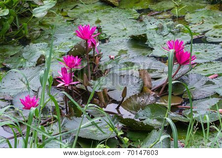 Beautiful Waterlily In Dhaka Bangladesh