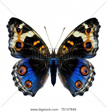 Blue Pansy Butterfly (junonia Orithya) Upper Wing Profile In Natural Color Isolated On White Backgro