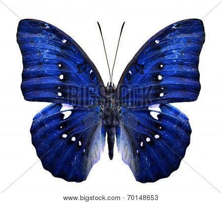 Close Up Of Beautiful Blue Butterfly In Fancy Color Isolated On White Background