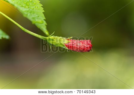 A Day In The Garden
