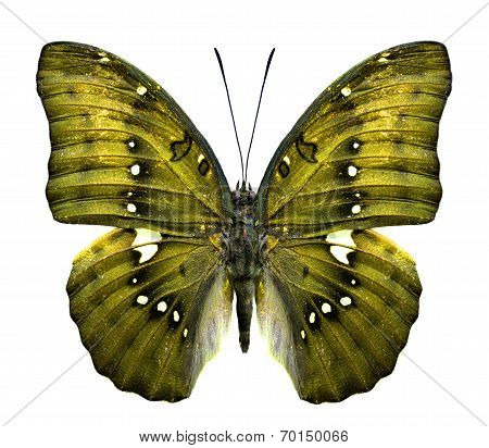 Close Up Of Yellow Butterfly In Fancy Color Isolated On White Background